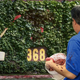 Image for article titled Wrigley Field Grounds Crew Feed Buckets Of Raw Meat To Hungry Ivy